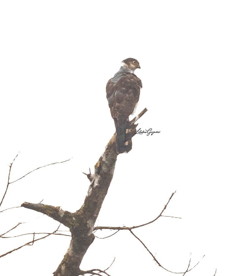 Bicolored Hawk - ML639055186