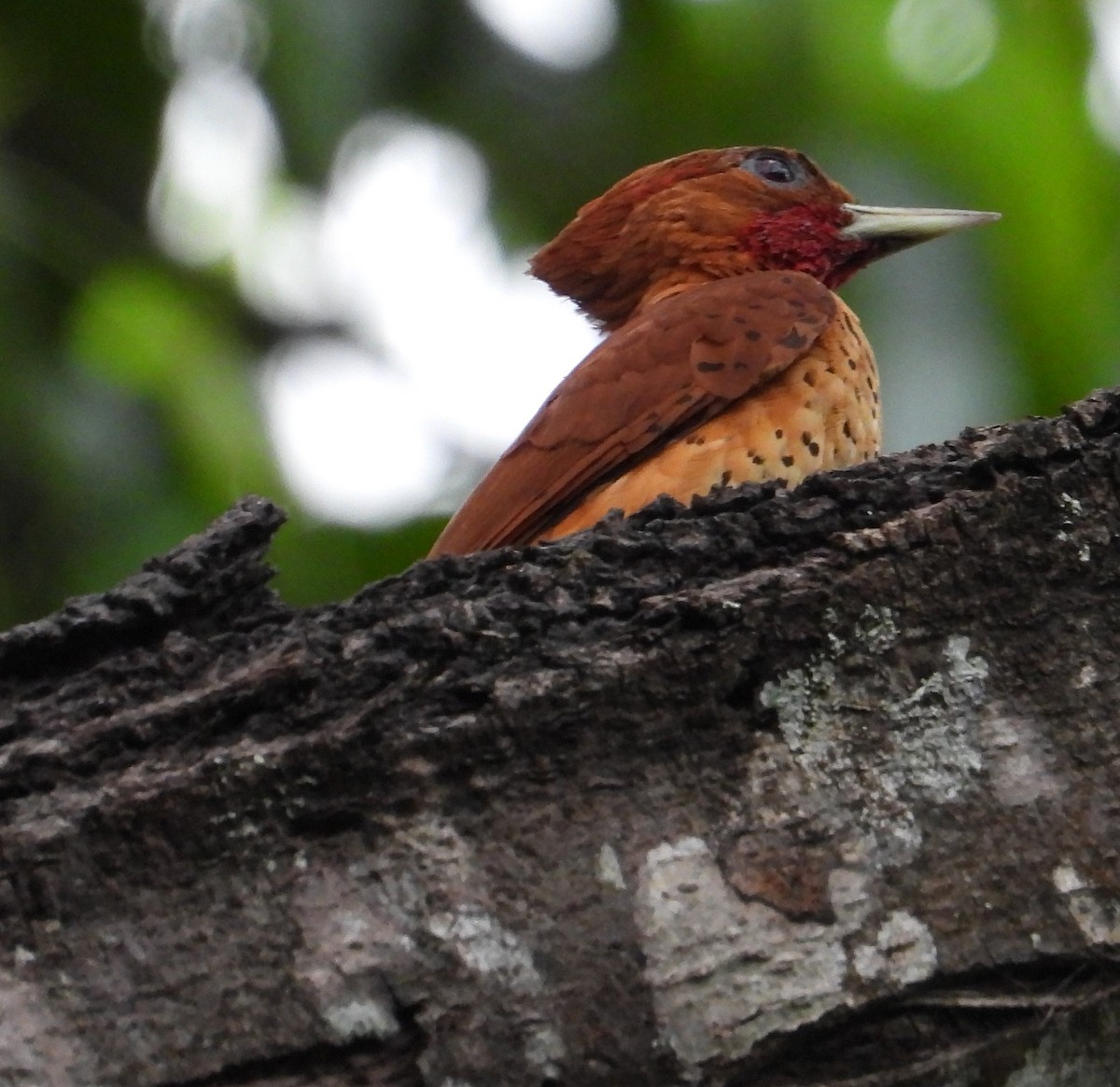 Cinnamon Woodpecker - ML639055238