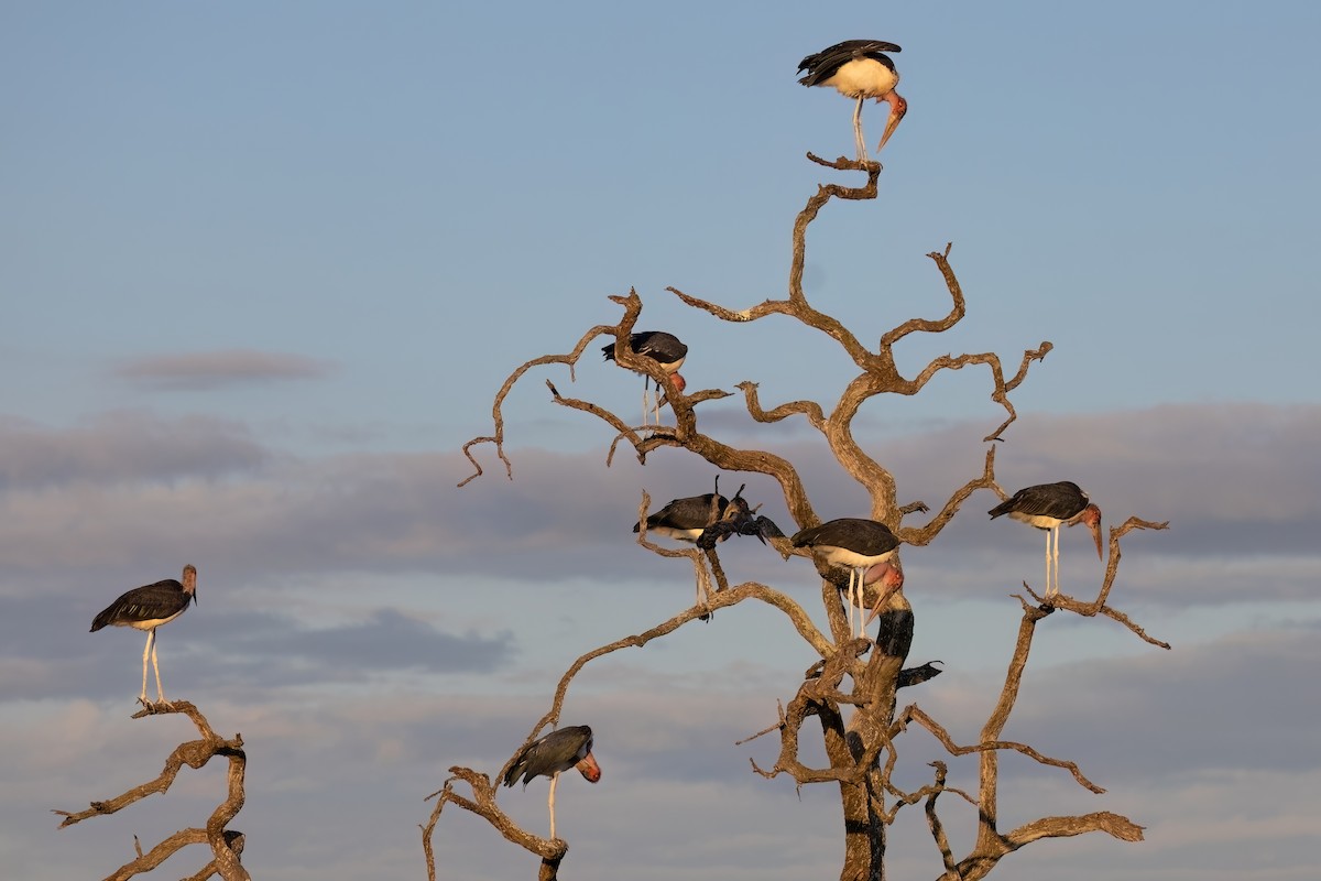 Marabou Stork - ML639055255