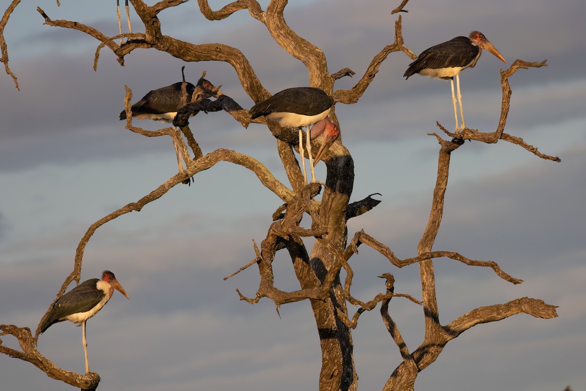 Marabou Stork - ML639055257