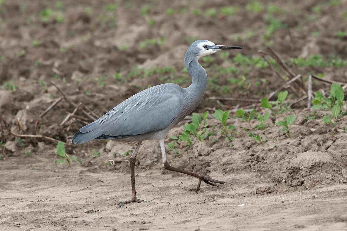 hvitmaskehegre - ML639055271