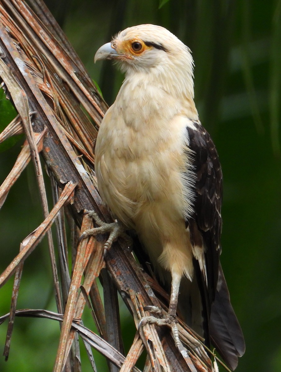 Yellow-headed Caracara - ML639055279