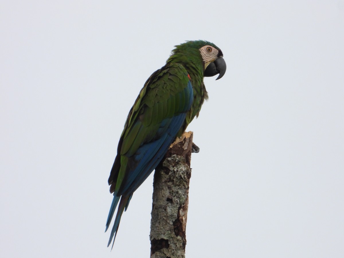 Chestnut-fronted Macaw - ML639055298