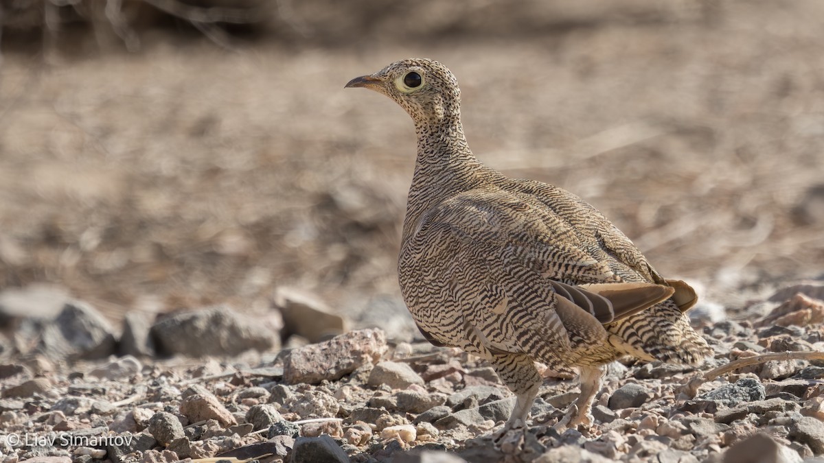Lichtenstein's Sandgrouse - ML639055316