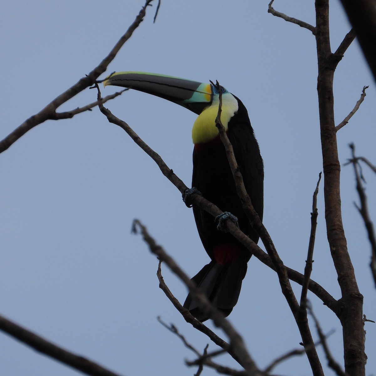 Channel-billed Toucan - ML639055490