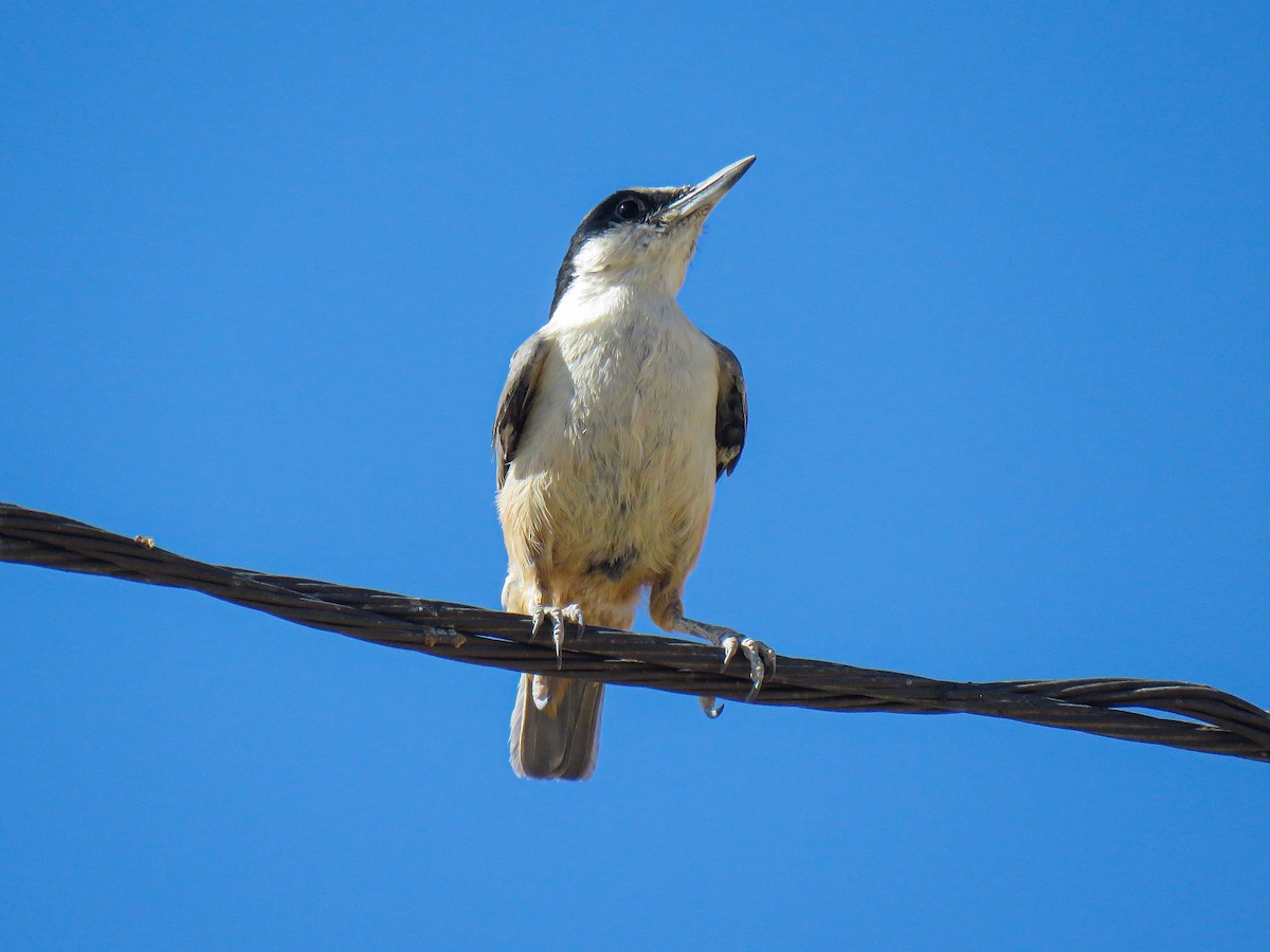Eastern Rock Nuthatch - ML639055491