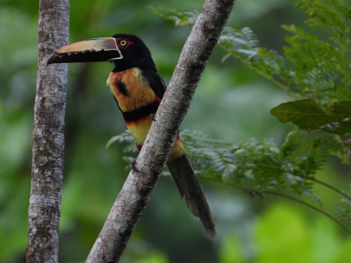 Collared Aracari - ML639055593