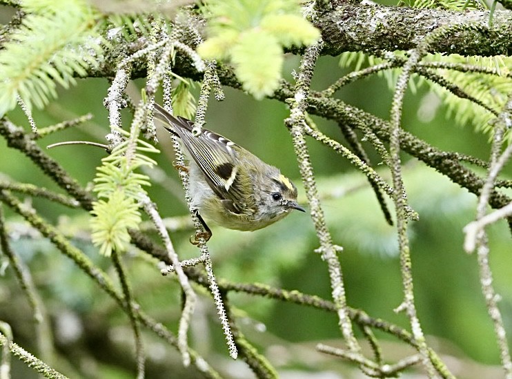 Goldcrest - ML639055600