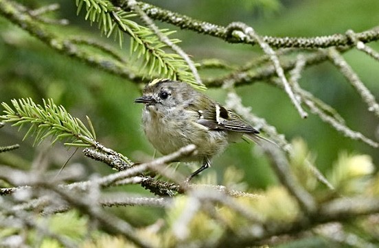 Goldcrest - ML639055601