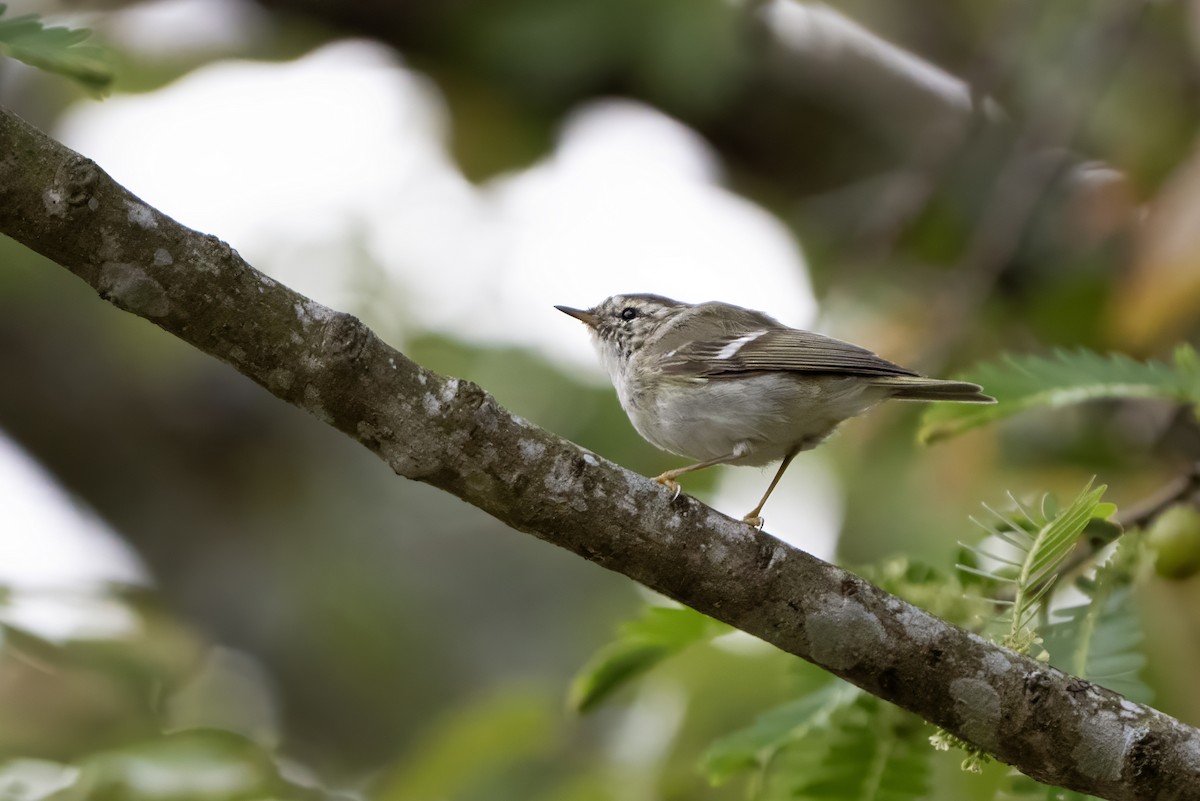 Kloss's Leaf Warbler - ML639055603