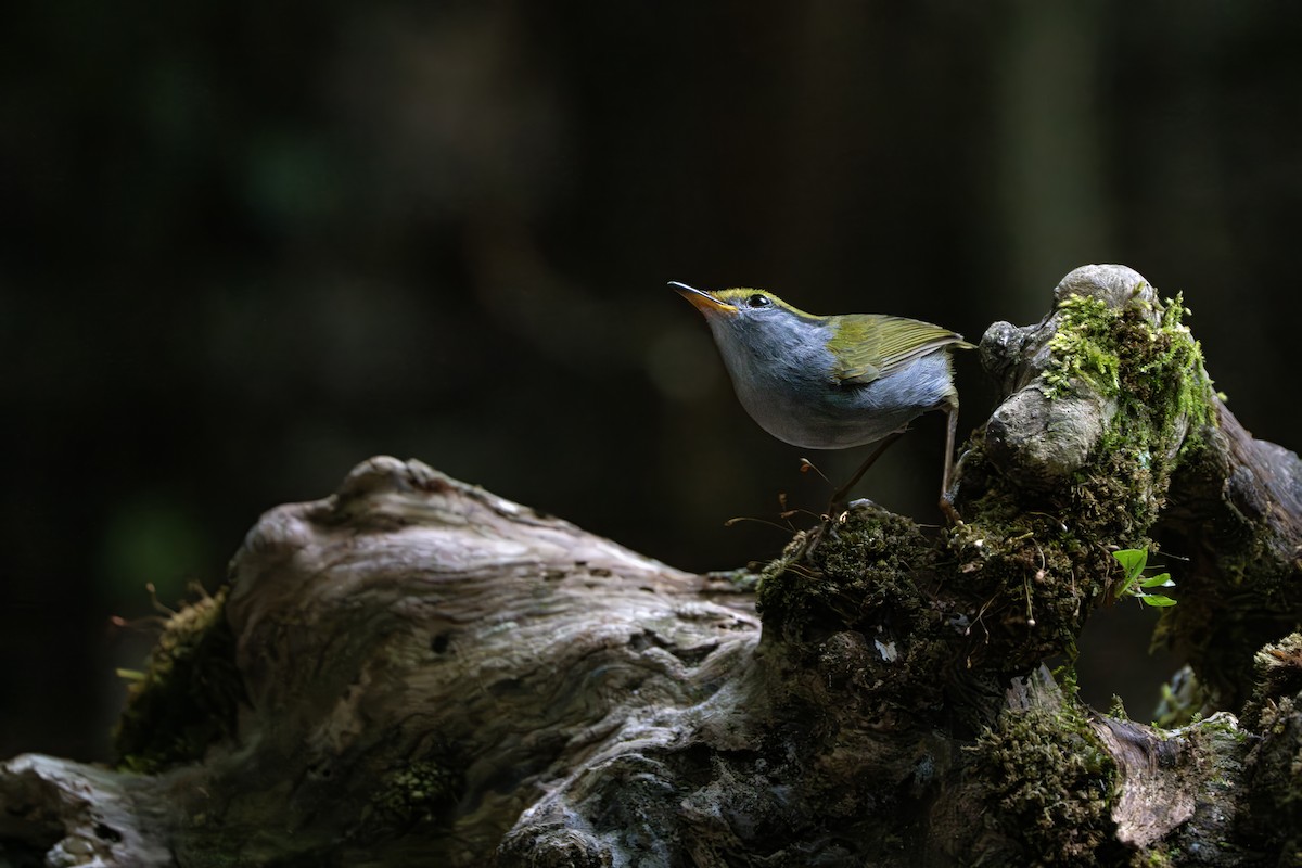 Gray-bellied Tesia - ML639055636