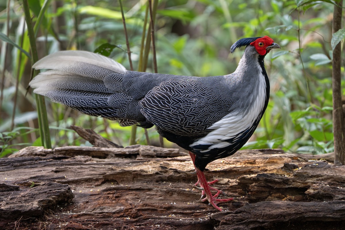 Silver Pheasant - ML639055650