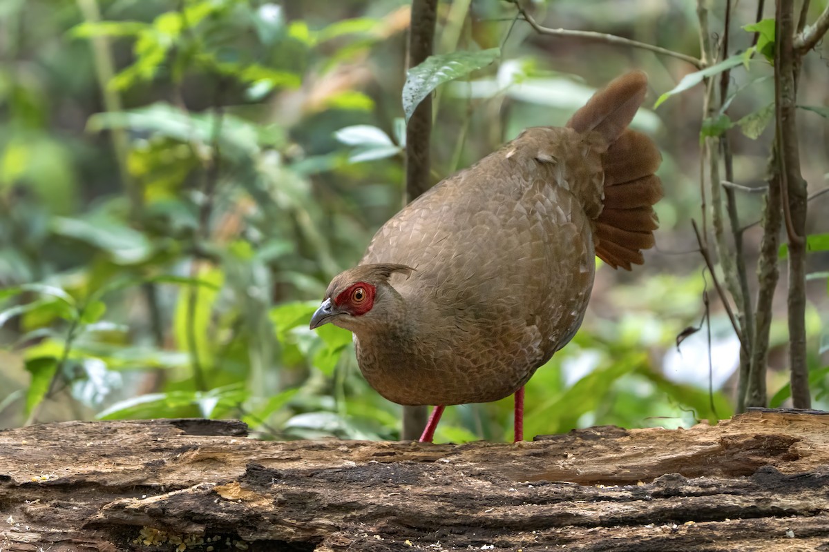 Silver Pheasant - ML639055663