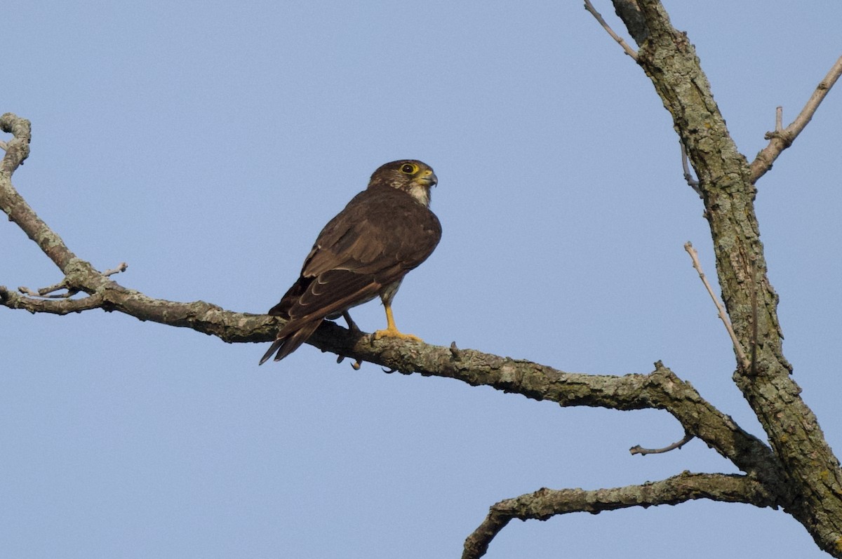 Merlin - ML639055705