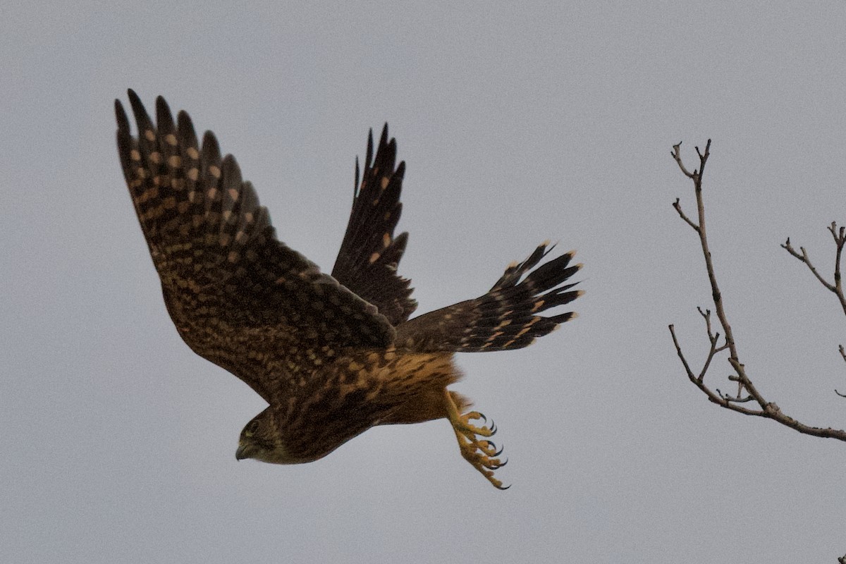 Merlin - ML639055706