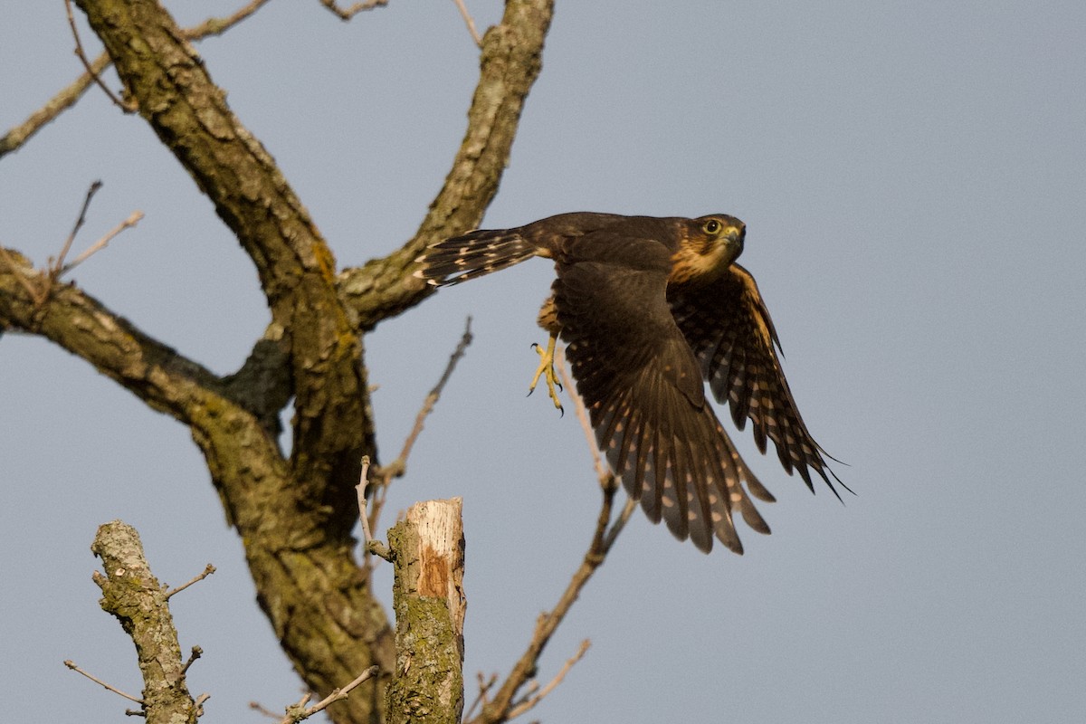 Merlin - ML639055707