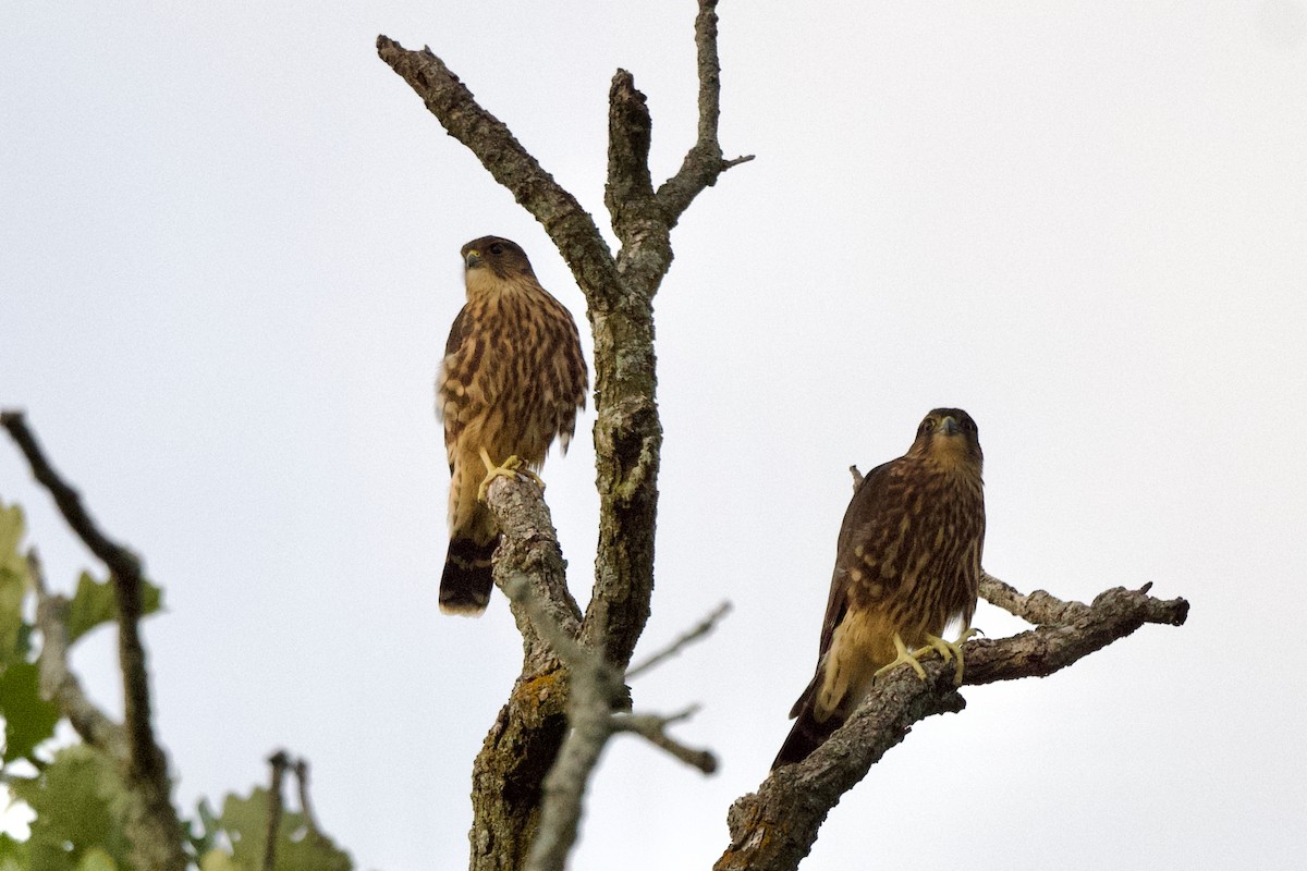 Merlin - ML639055708