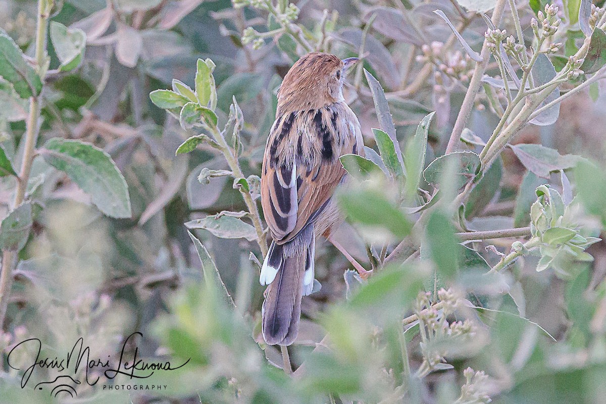 Winding Cisticola - ML639055822