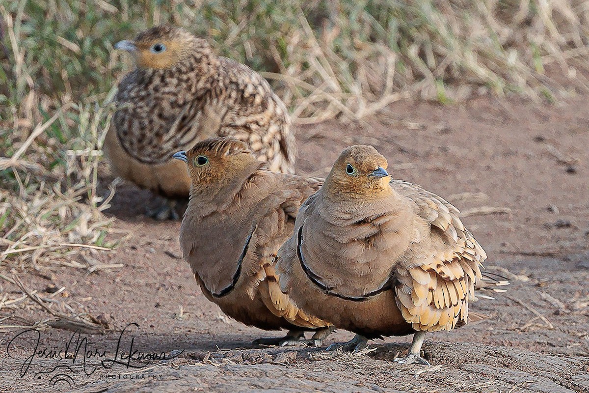 Chestnut-bellied Sandgrouse - ML639055835