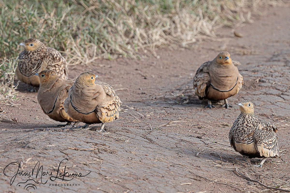 Chestnut-bellied Sandgrouse - ML639055836