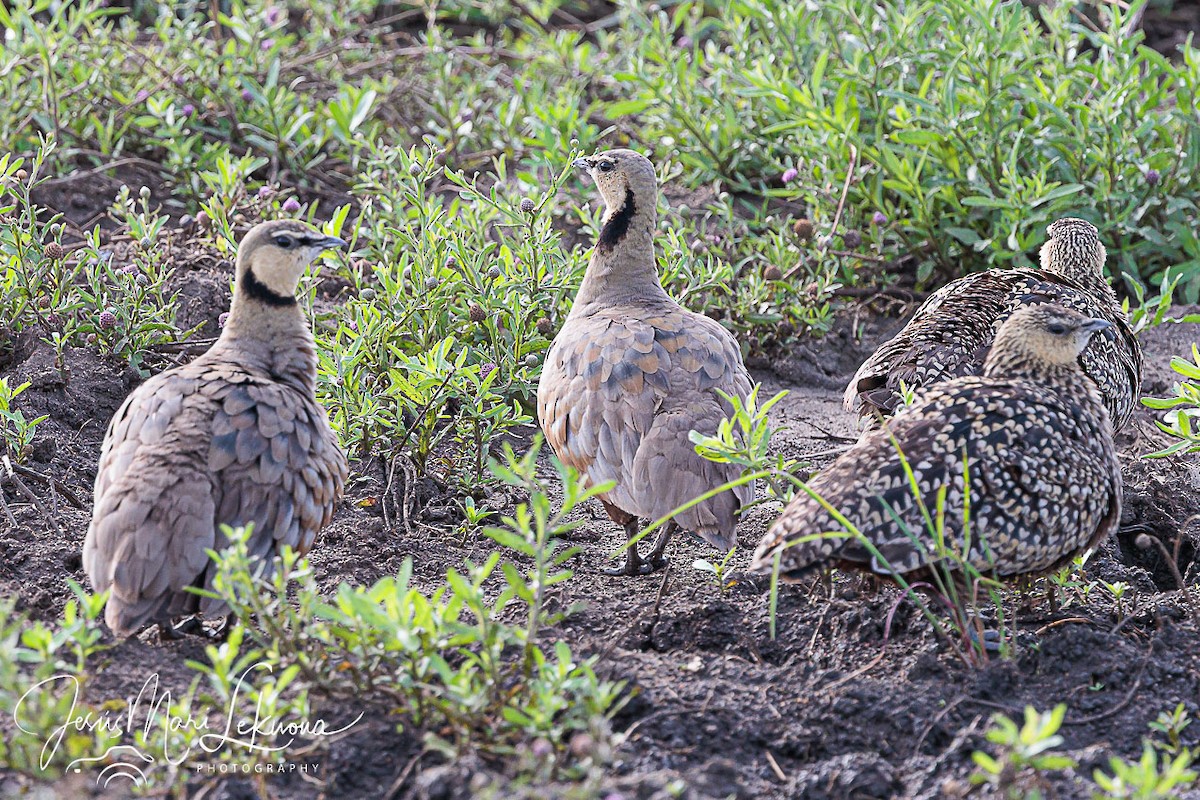 Yellow-throated Sandgrouse - ML639055842