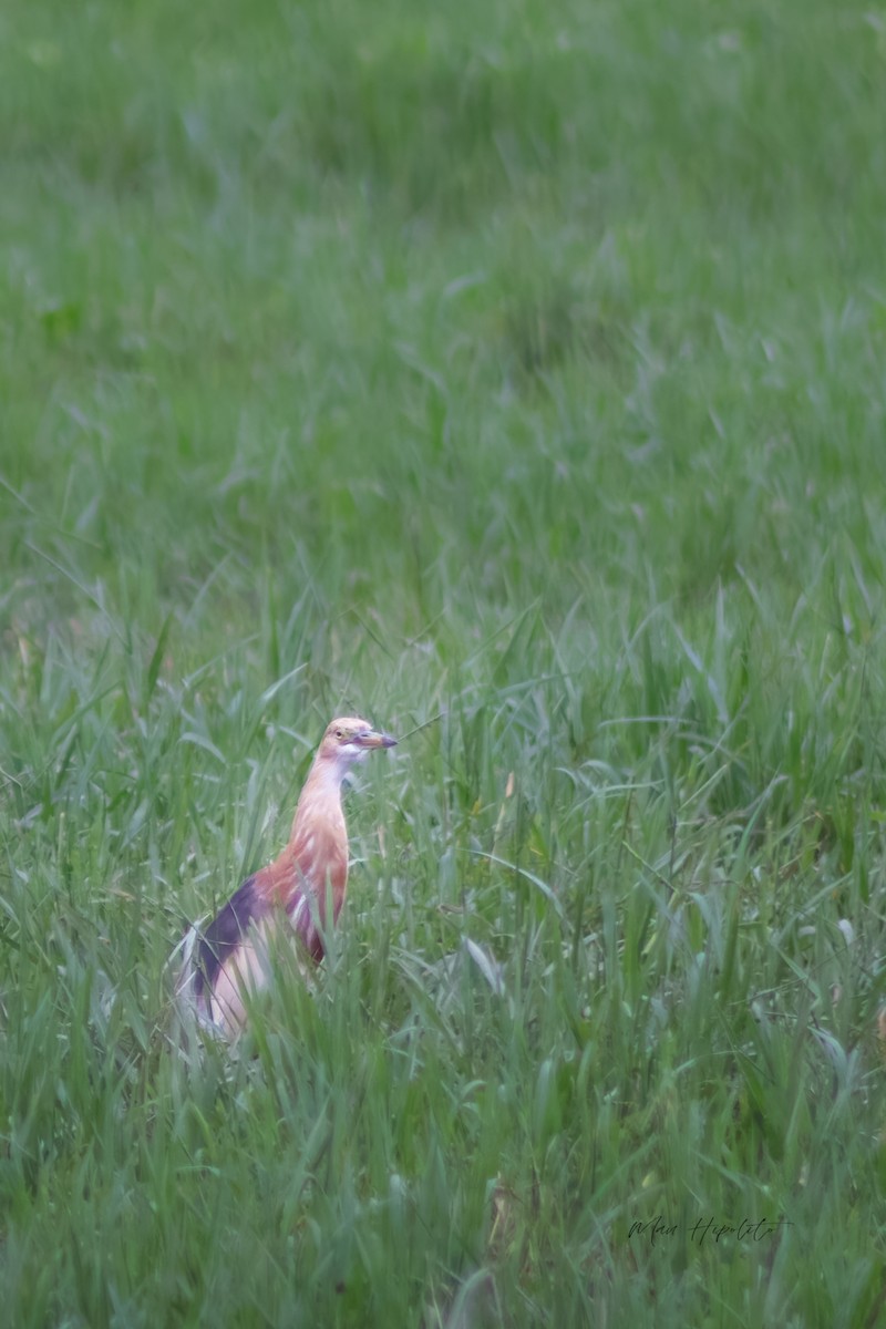 Javan Pond-Heron - ML639055854