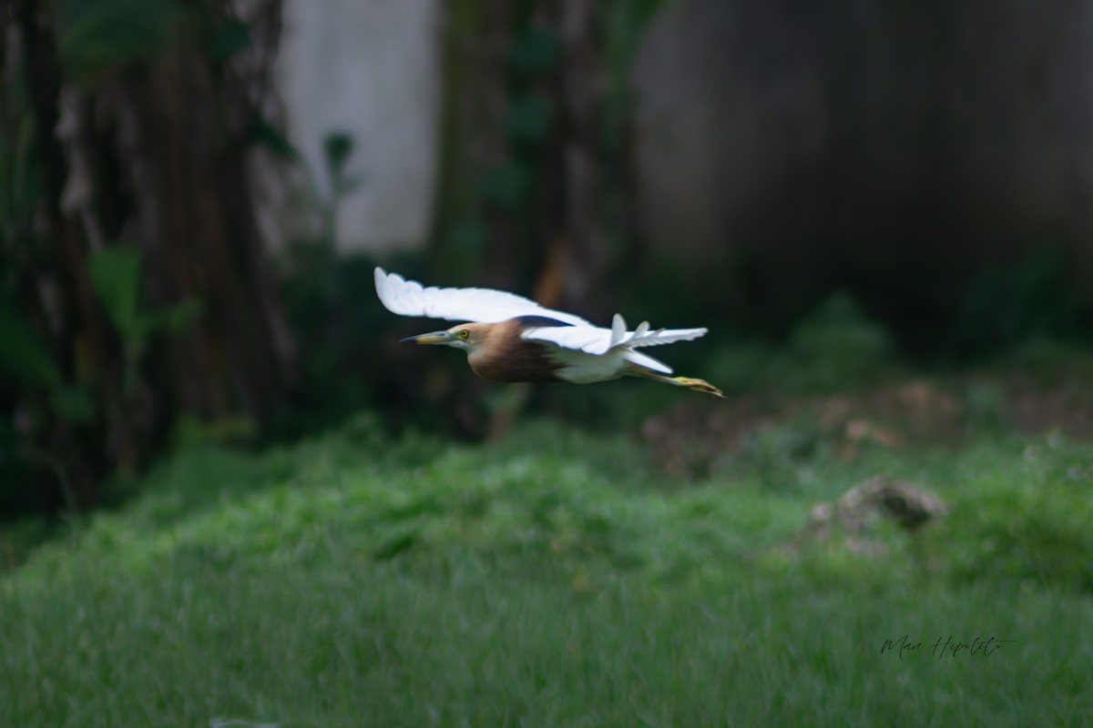 Javan Pond-Heron - ML639055855