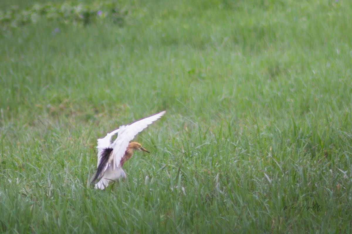 Javan Pond-Heron - ML639055856