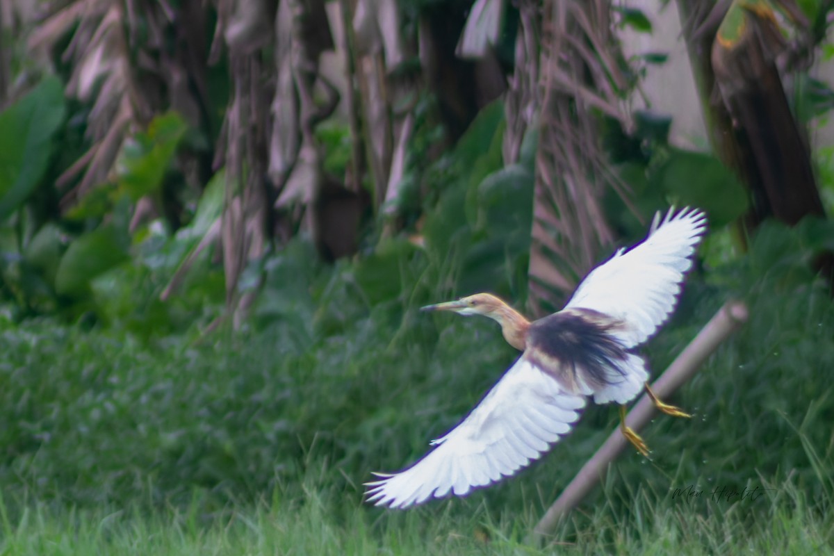 Javan Pond-Heron - ML639055857