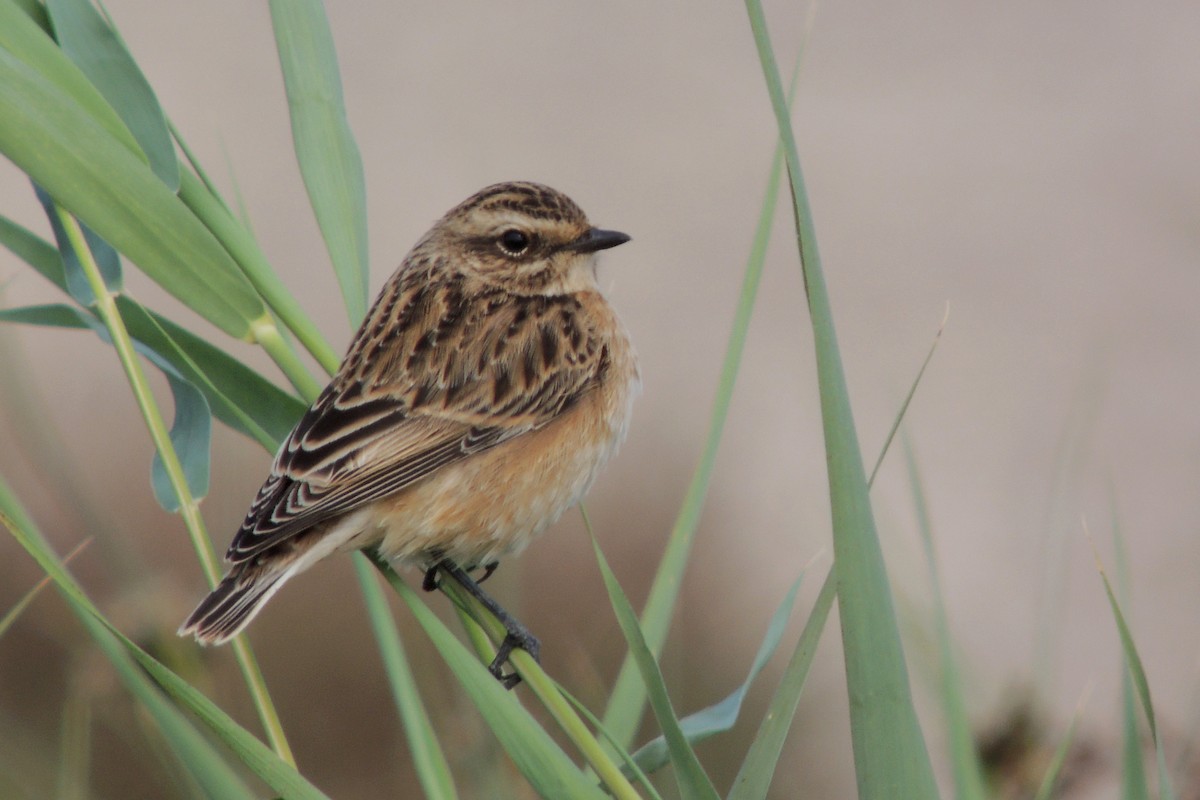 Whinchat - ML639055858