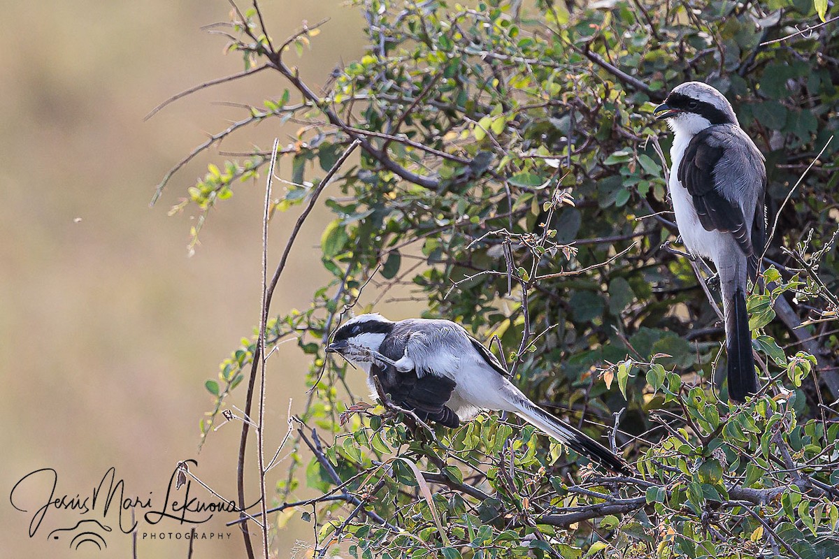 Gray-backed Fiscal - ML639055871
