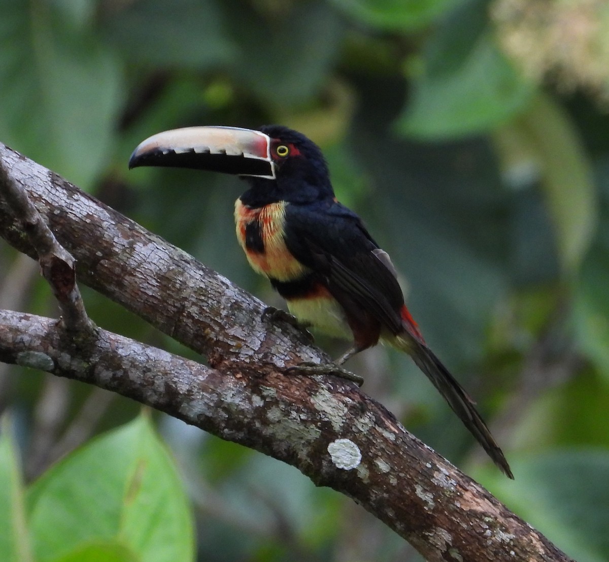 Collared Aracari - ML639055873