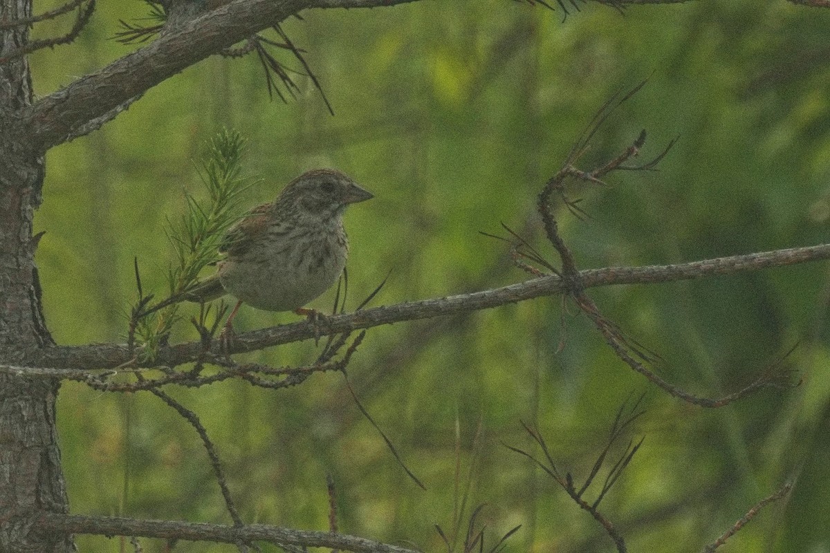 Vesper Sparrow - ML639055883