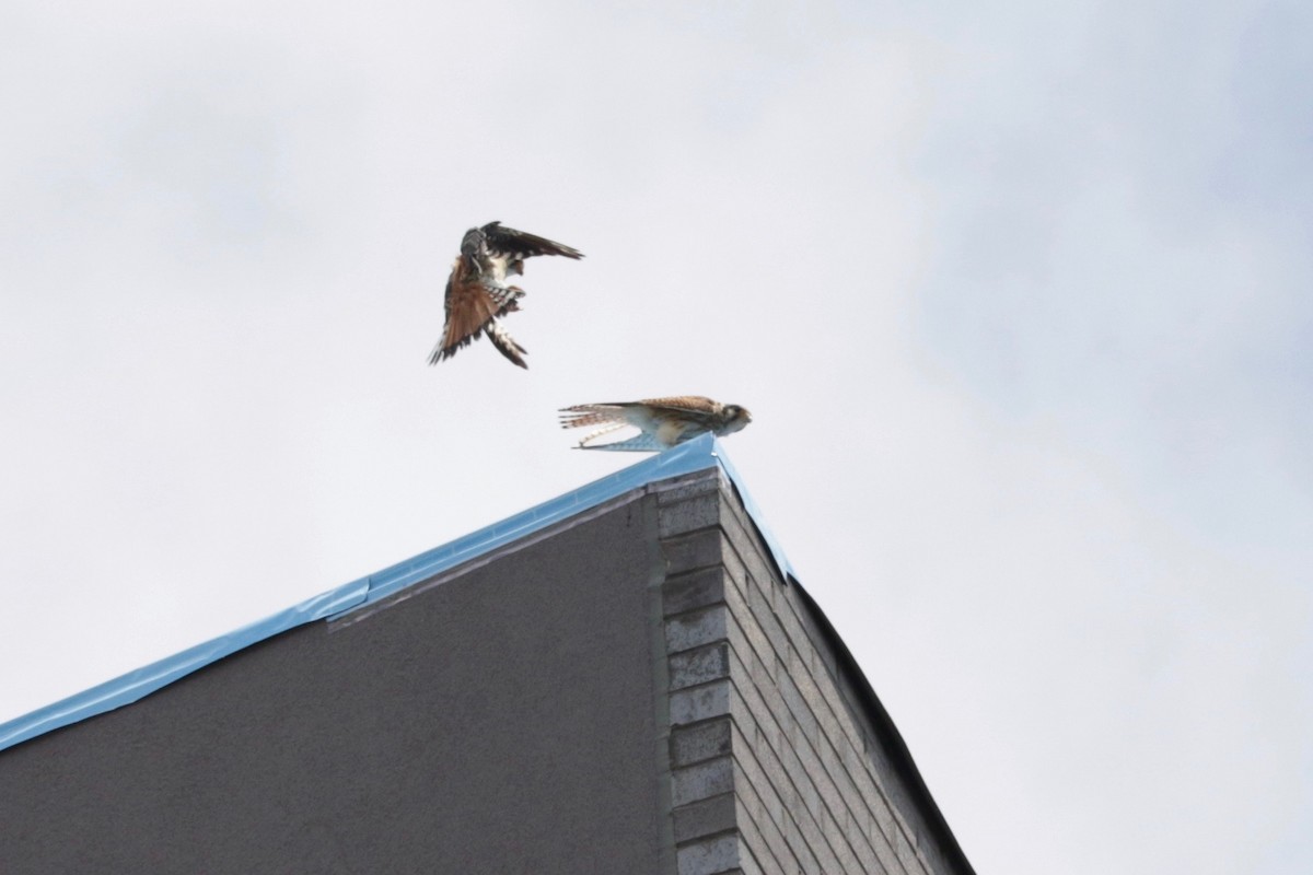 American Kestrel - ML639055889