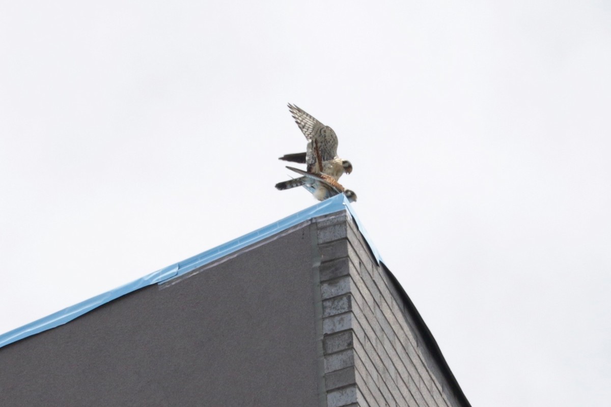 American Kestrel - ML639055890