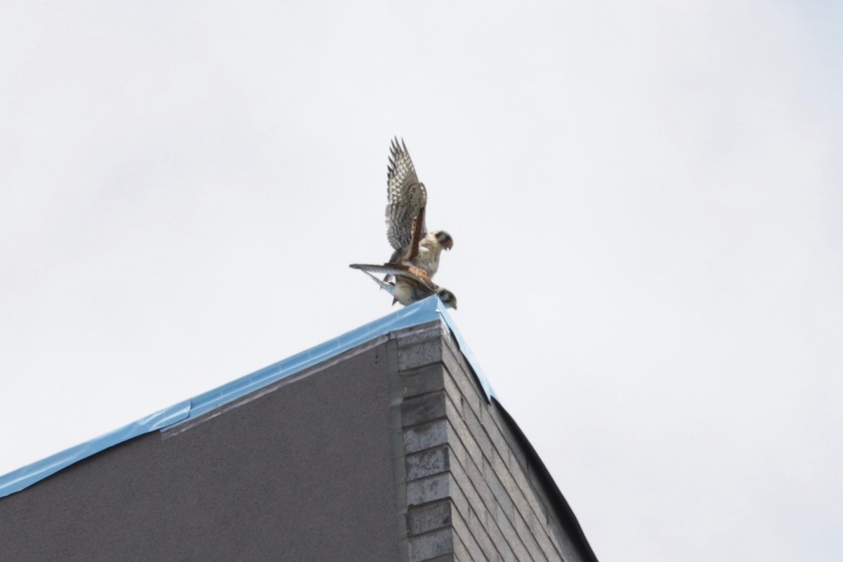 American Kestrel - ML639055891