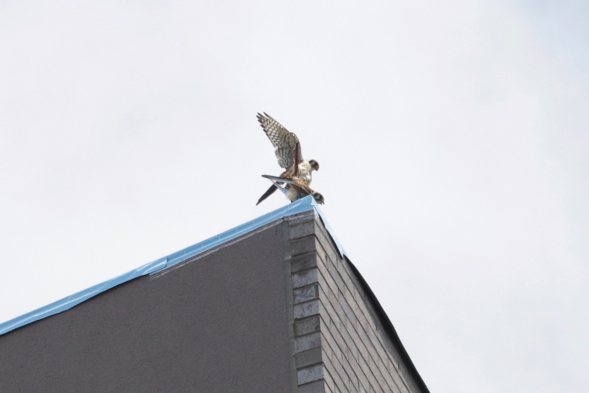 American Kestrel - ML639055892