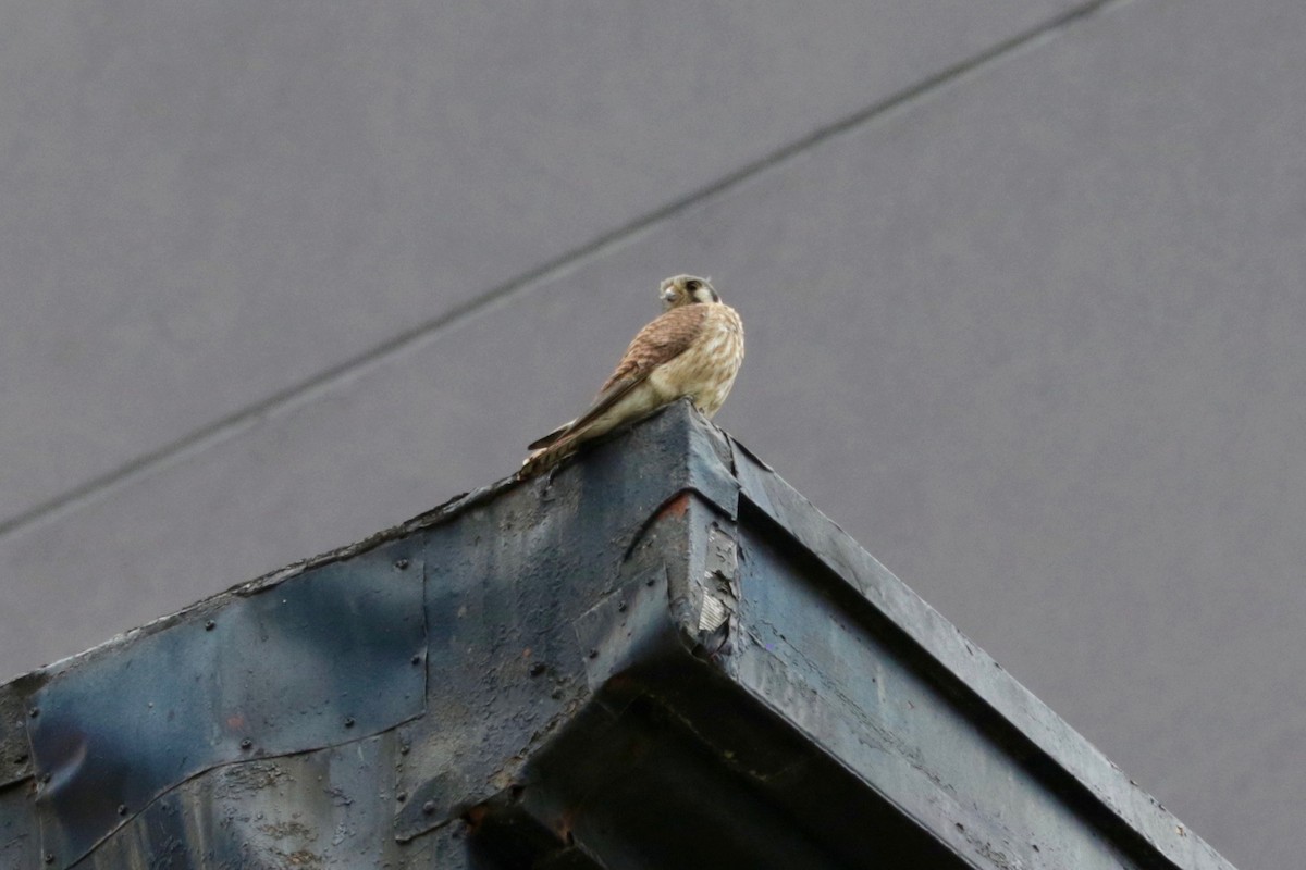 American Kestrel - ML639055893