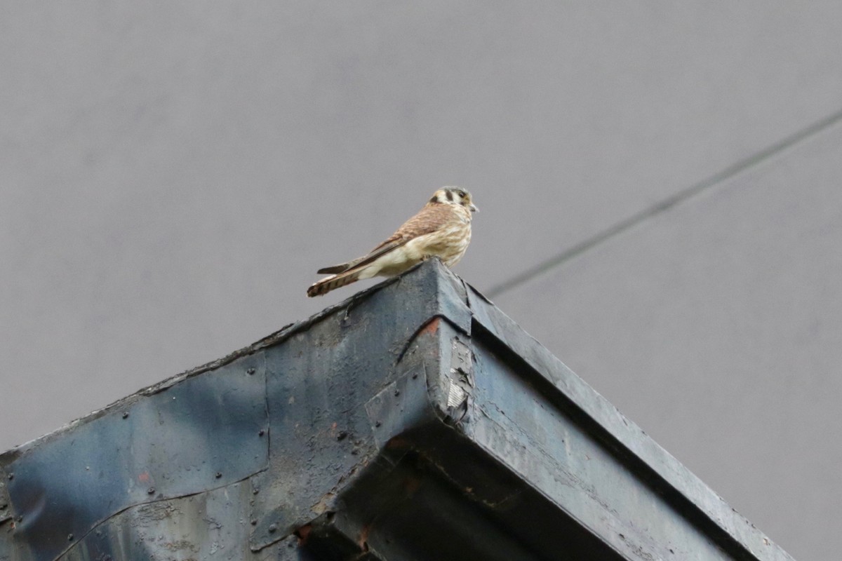 American Kestrel - ML639055894