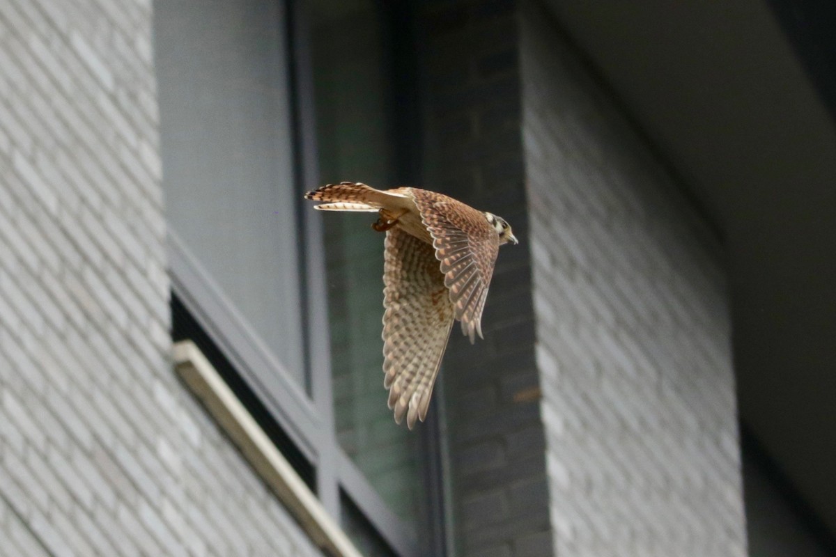 American Kestrel - ML639055895