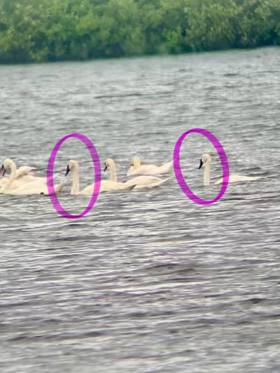 Trompeterschwan - ML639055912