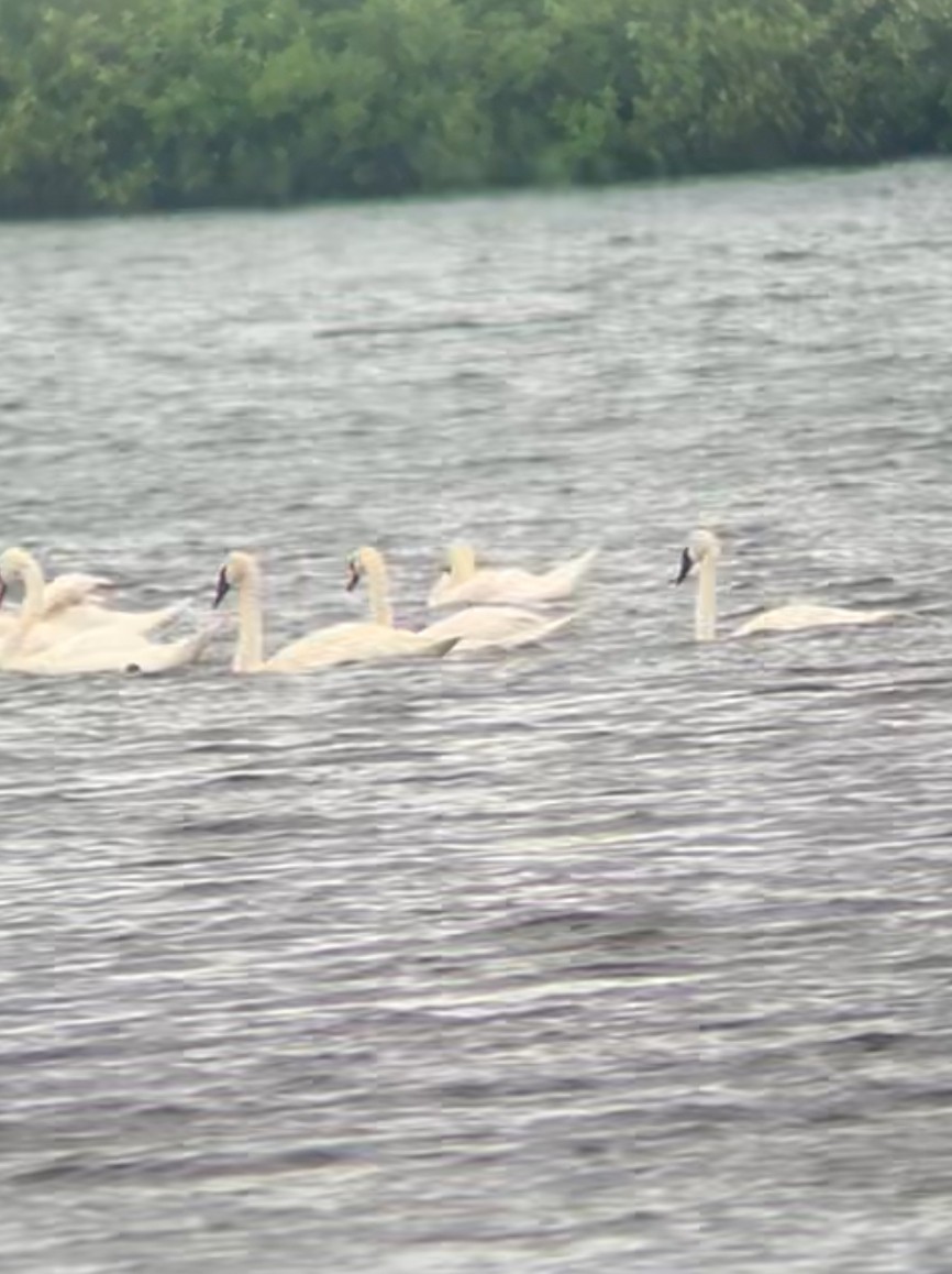 Trompeterschwan - ML639055914