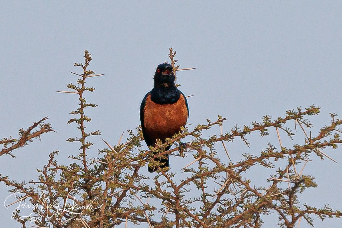 Hildebrandt's Starling - ML639055917