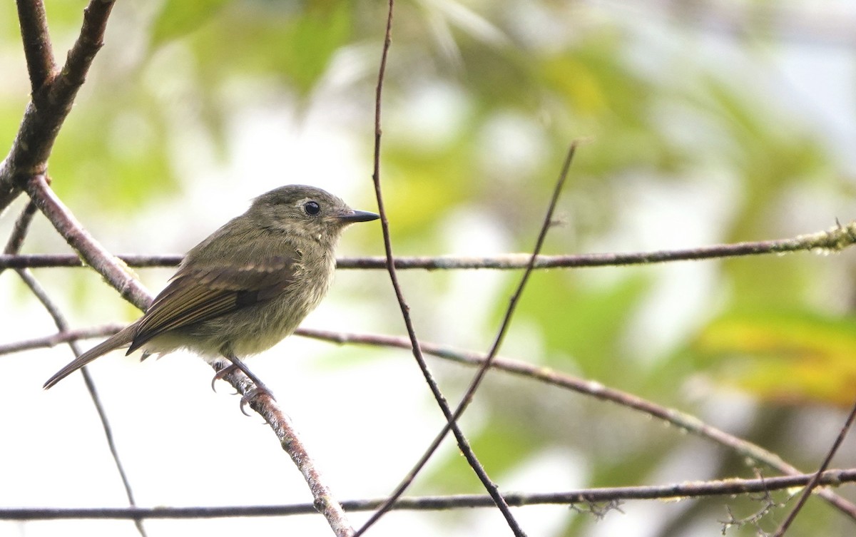 Olive-striped Flycatcher - ML639056113