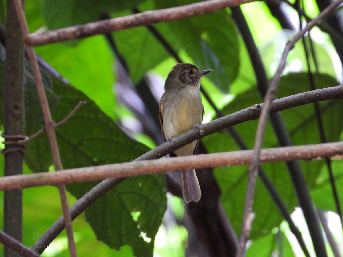 Sepia-capped Flycatcher - ML639056137
