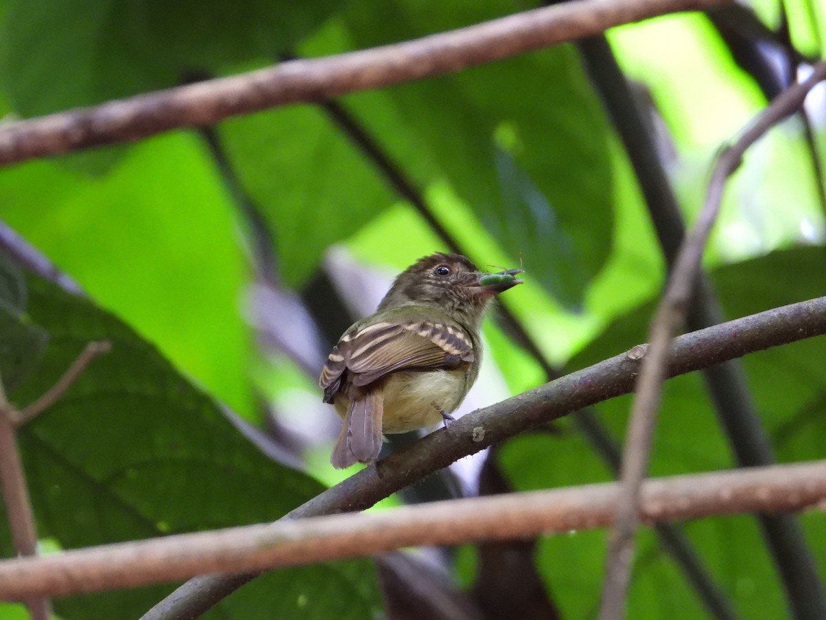 Sepia-capped Flycatcher - ML639056138