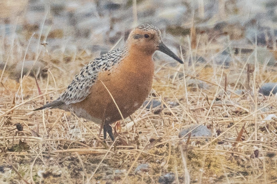Red Knot - ML639056139