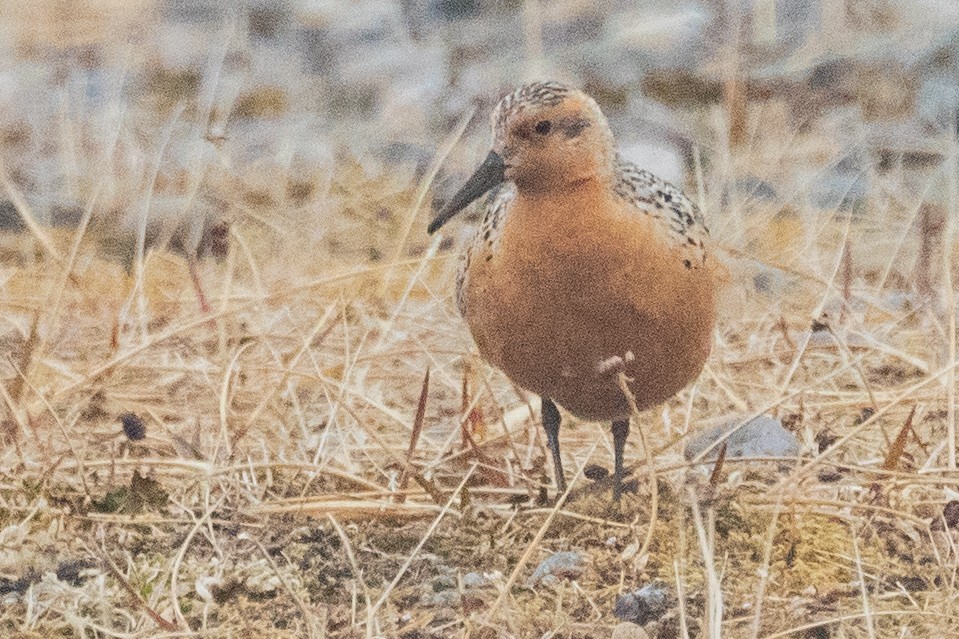 Red Knot - ML639056141