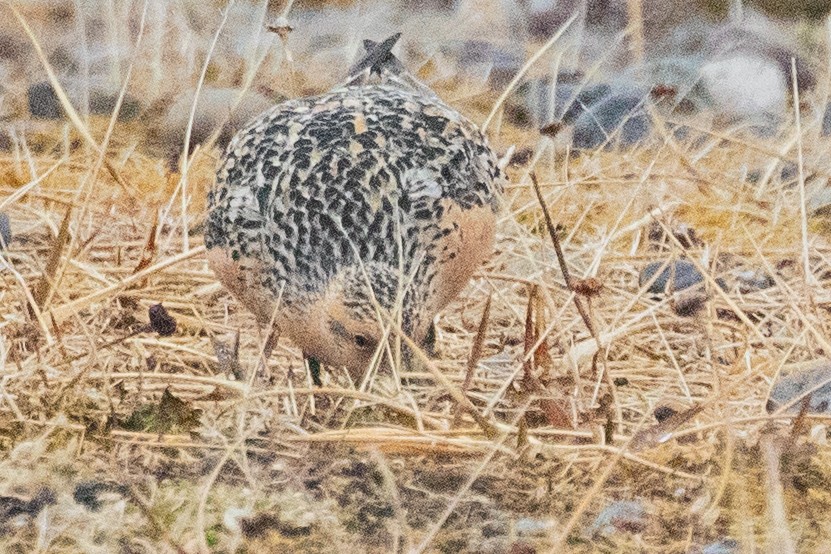 Red Knot - ML639056145