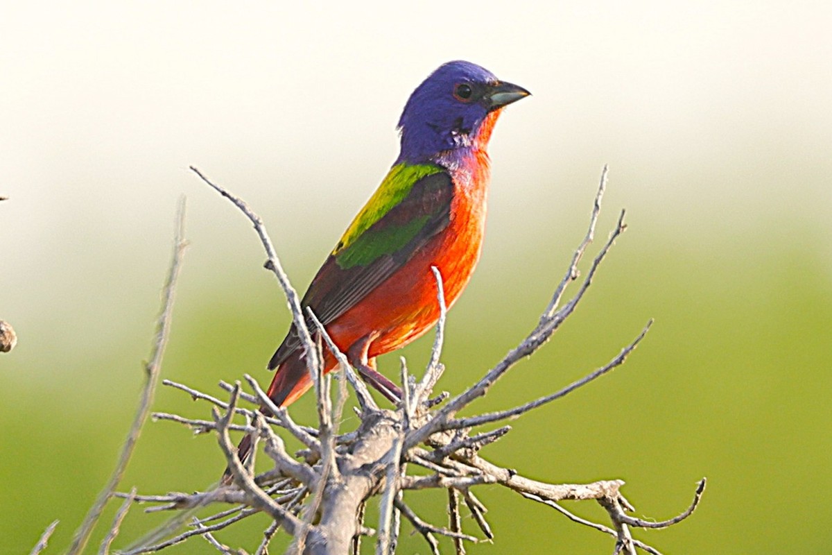 Painted Bunting - ML639056147